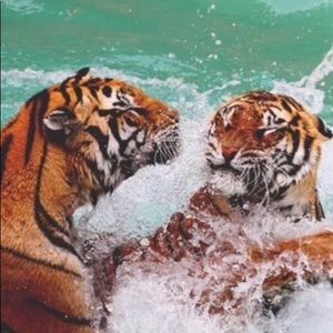 Meet your Posher, Venus